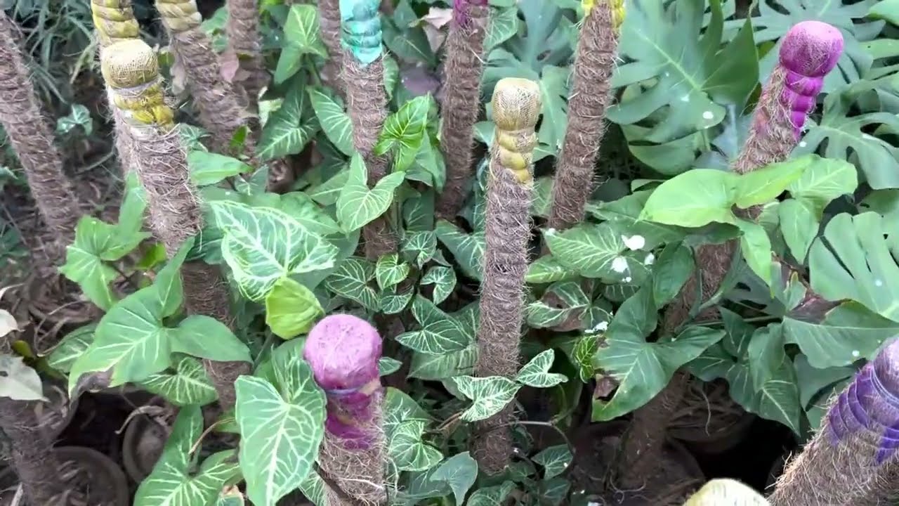 Winter nursery visit and prices of Indor/outdoor Plants