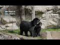 Andean Bear Cubs Ian and Sean Learn How To Climb