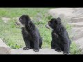 Andean Bear Cubs Ian and Sean Learn How To Climb