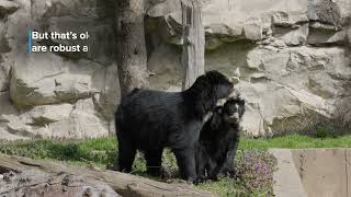 Andean Bear Cubs Ian and Sean Learn How To Climb