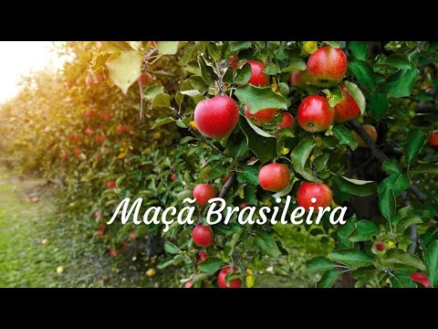 Vídeo: As macieiras produzem maçãs todos os anos?