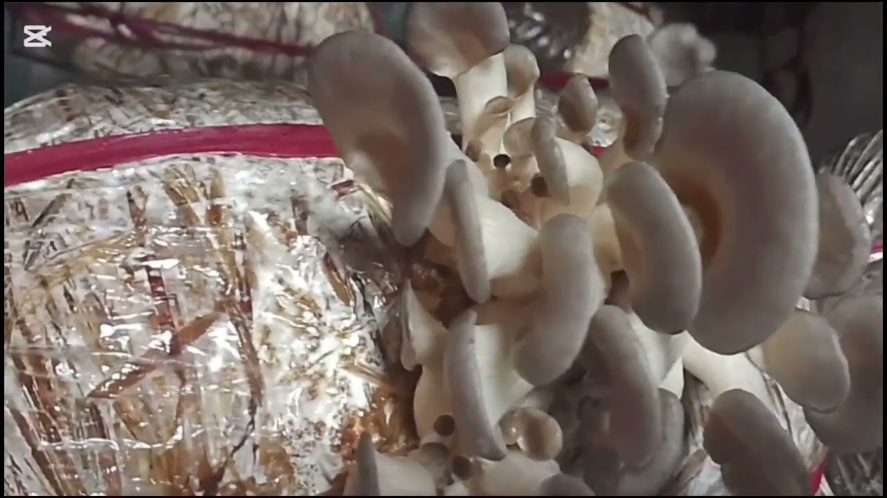 Amazing Health Benefits of Mushrooms & Easy Home Cultivation Guide for Profit