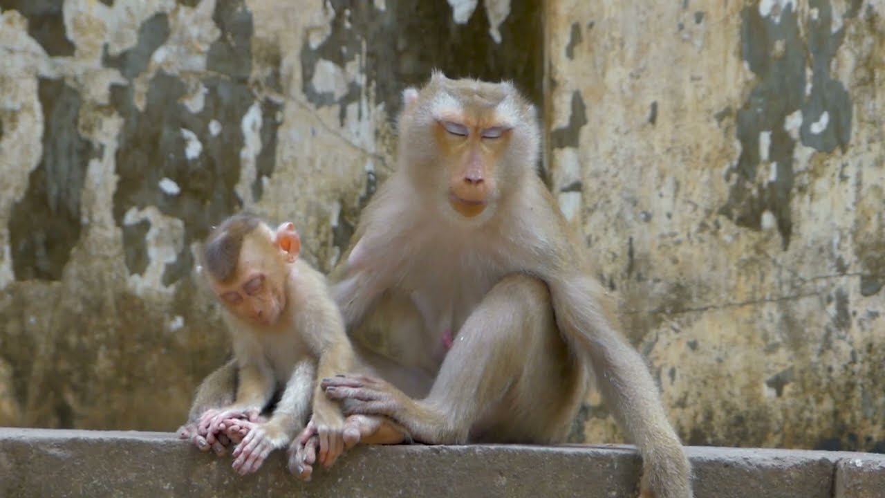 OMG! Million Pity Poor Little Baby LEO