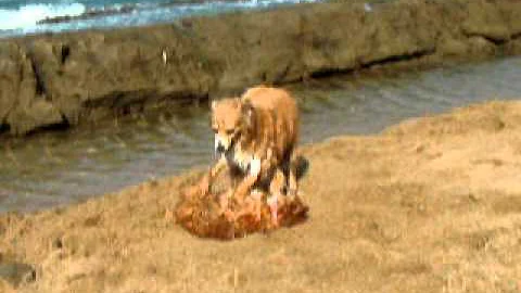 Pancho el perrito feroz