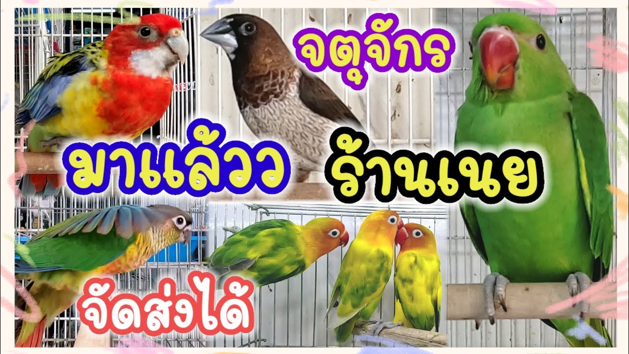 มาแล้ว อัปเดตราคานก จตุจักร ร้านเนย จัดส่งได้ นก อาหาร อุปกรณ์เลี้ยงครบค่ะ