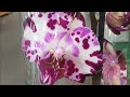 Свежий завоз орхидей в Ленту по 399, 99руб)))))) 28 мая 2020г. Привезла домой орхидею)