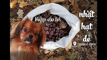 Nhặt hạt dẻ ở vùng ngoại ô Paris