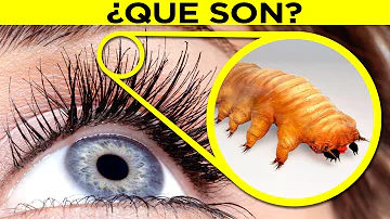 ¿Qué bichos viven en tus cejas?