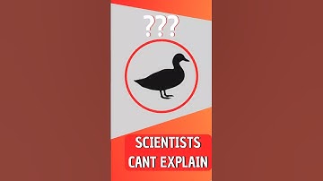 Scientists CANT EXPLAIN THIS Animal 🦆🤯 #shorts