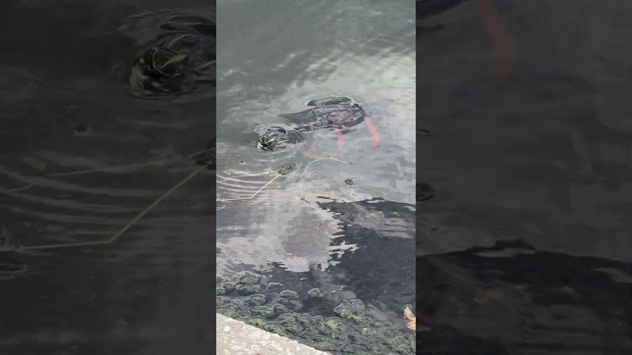 Turtle Talk in Celebration, Florida! | Up Close at the Lake