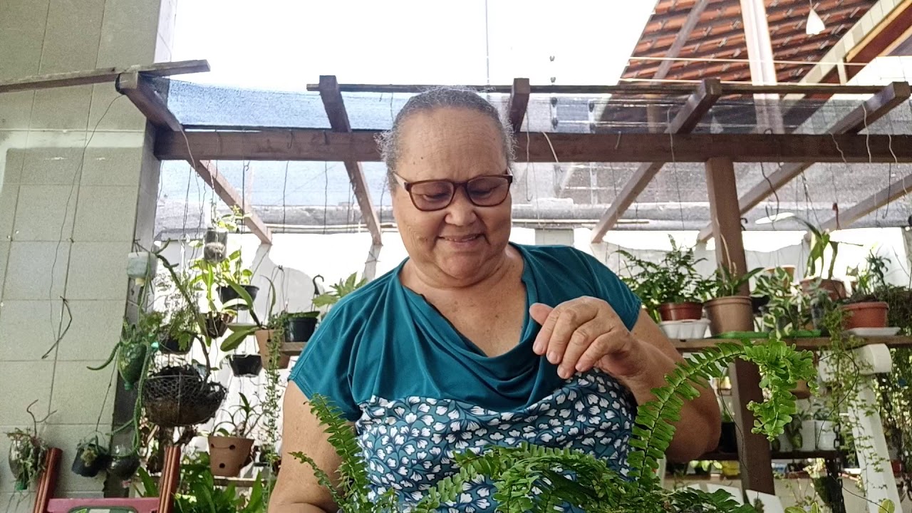 replante da samambaia saia baiana