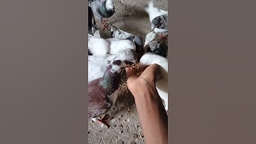 DIY Pigeon Bird Trap With Cardboard Box🕊️ bird trap
