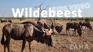 Zaha Meets a Blue Wildebeest🐂Survivor of Africa's Great Migration ৻₊Zaha's Discovery⋆Wild