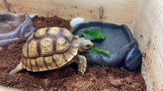 3minutes of a Sulcata tortoise doing random stuff