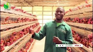 Consider This Before Going Into Layers With Magala Badu Of Mako Poultry Farm