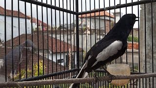 Terapi pagi kacer gacor santai untuk pancingan kacer malas bunyi, supaya nyaut gacor pasti ngeplong!