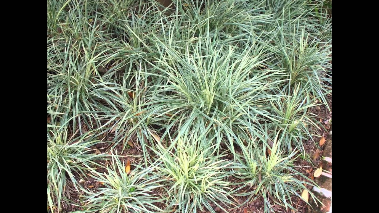 ЛИРИОПЕ (LIRIOPE) сем. Ландышивые