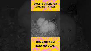 Barn owl chicks calling for a midnight snack
