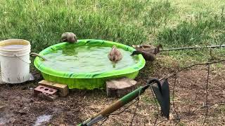 Juvenile Ducks Enjoying duck weed