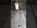 #song #love #viral #welding #lifeisbutadream #whowillbemylifepartnerta #laser #machine