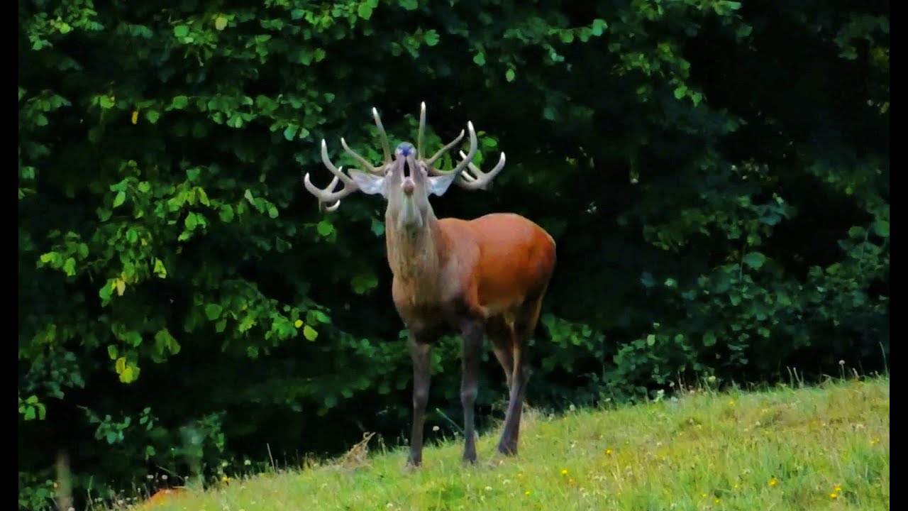 Rykowisko 2025. Bliskie spotkanie z królem rykowiska! 12-tak pokazuje swoją potęgę!