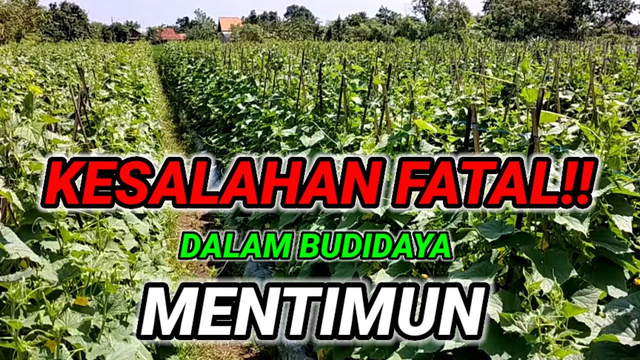 KESALAHAN FATAL!! DALAM BUDIDAYA MENTIMUN || menurut bkr pertanian.