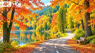 Friedliche Herbstauszeit 🍂 Farbenfrohe Waldlandschaft mit Naturgeräuschen und sanfter Klaviermusik screenshot 3