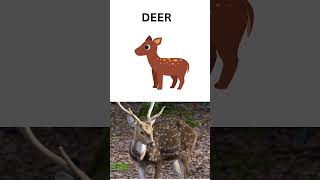 ZOO ANIMALS #ZooAnimalsForKids #KidsLearning #kids #kidsvideo #learning #education #abcd #cute #fun