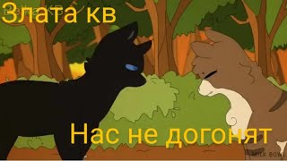 коты воители нас не догонят