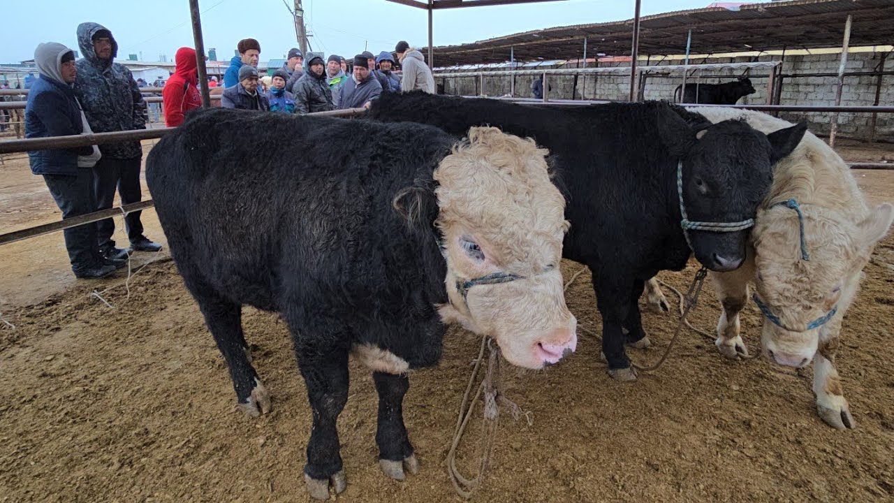 17 января 2026 Г.МОЛБОЗОРИ Ш ХУЧАНД ХУДЖАНД ТОЖИКИСТОН molbozor bozor 