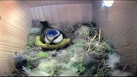 Blue Tit Nest Building 21st April 2016 [Side View Bird Box]