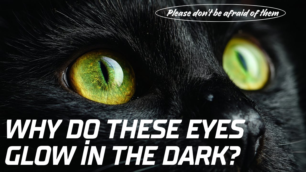 Why Do Cat and Dog Eyes Glow in the Dark? The Fascinating Science Explained