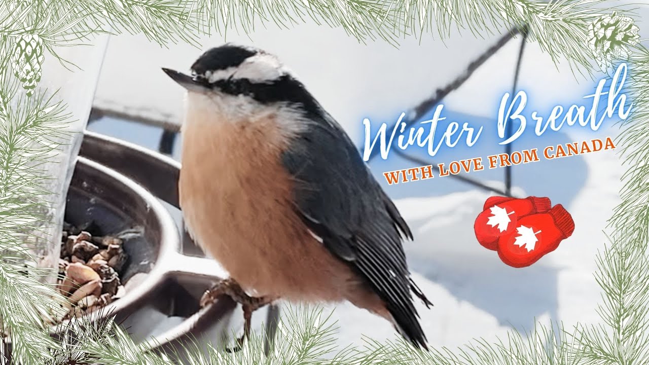 Charming Bobby. Чарівний Боббі.