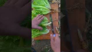 🥬 Fresh Lettuce Root Trimming Skills | Clean Harvest From Garden to Table