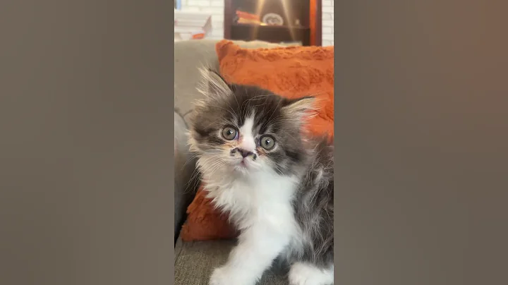 Watch the video about He actually never thinks. #cat #cutefunny #kitten #kitty #pets #pet #memes #catsofyoutube #funny