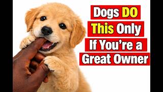 20 things dogs only do when they are living their best life