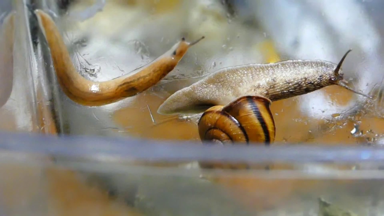Slug vs Snail in Sluggish Footrace チャコウラナメクジとヒダリマキマイマイの競争【10倍速動画】 YouTube