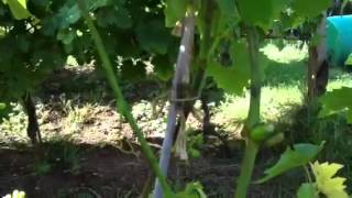 Canopy Management on Allotment Vineyard