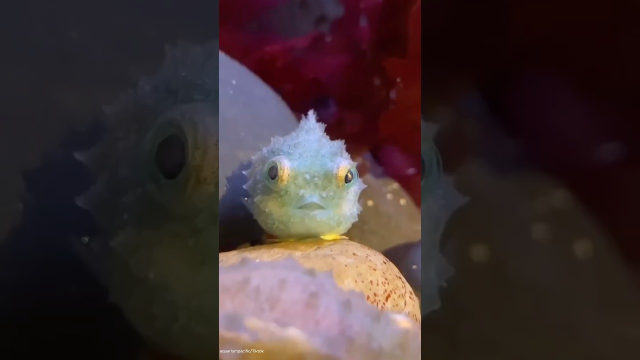 This Tiny Fish Survives By Sticking Like a Suction Cup! 🐡😂