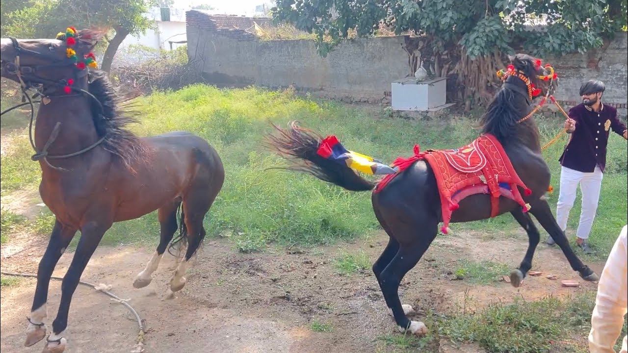 🐎 આજે તો રાજા અને કોહિનૂર વચ્ચે લડાય 🐎