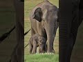 Baby Elephant’s Cutest Moment Ever 🐘❤️