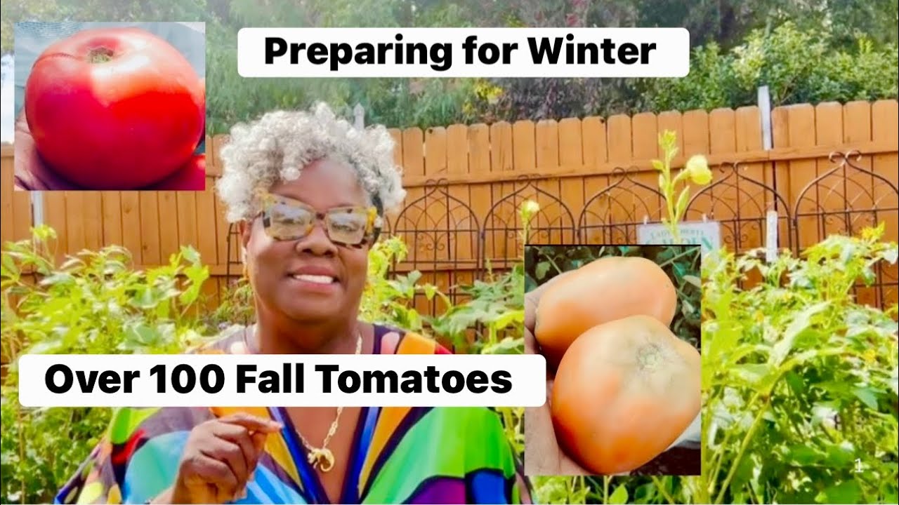 100 осенних помидоров. Подготовка сада к зиме. Садовая зона 8A, Северный Техас 