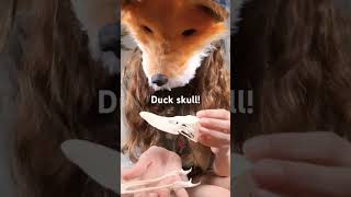 Mini Shopping Haul Contains Real Animal Bones