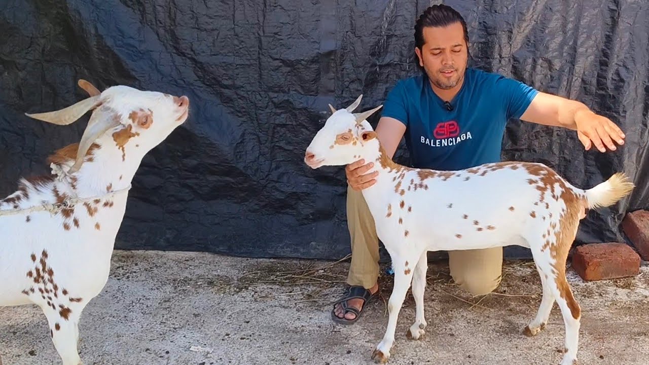 Top Quality Barbari Pair and Baal wali Superb Bantam at Ganesh Colony