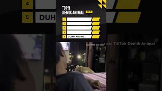 Download Lagu DUHH ABANG!!!😂#trending #fypyoutube #shortvideo #ytshorts #demikanimal MP3