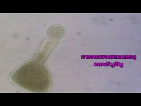 การงอกของหลอดเรณู วิทยาศาสตร์ ม.4-6 (ชีวะ)