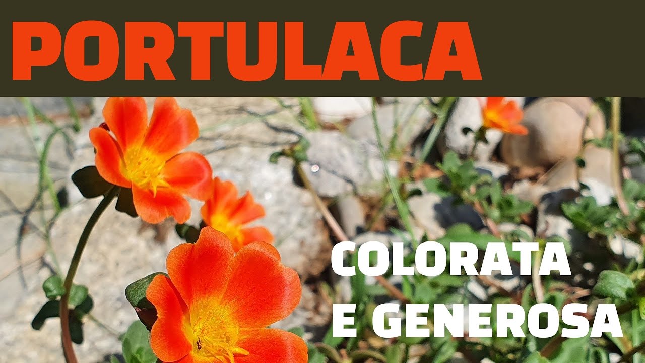 LA PORTULACA COLORATA E GENEROSA