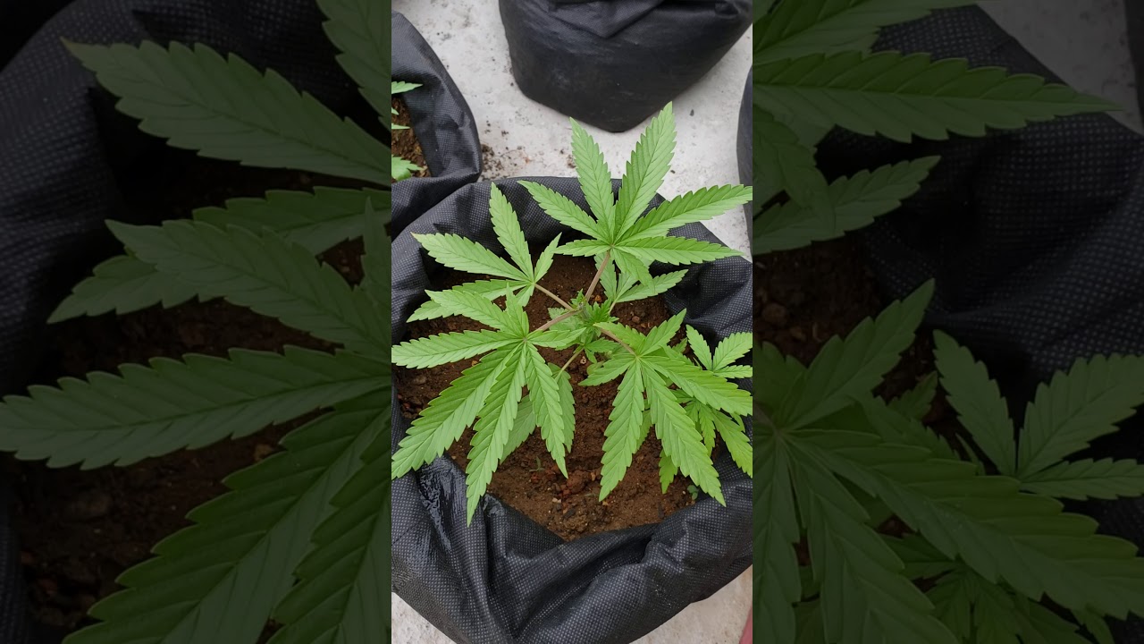 Outdoors photo period kush