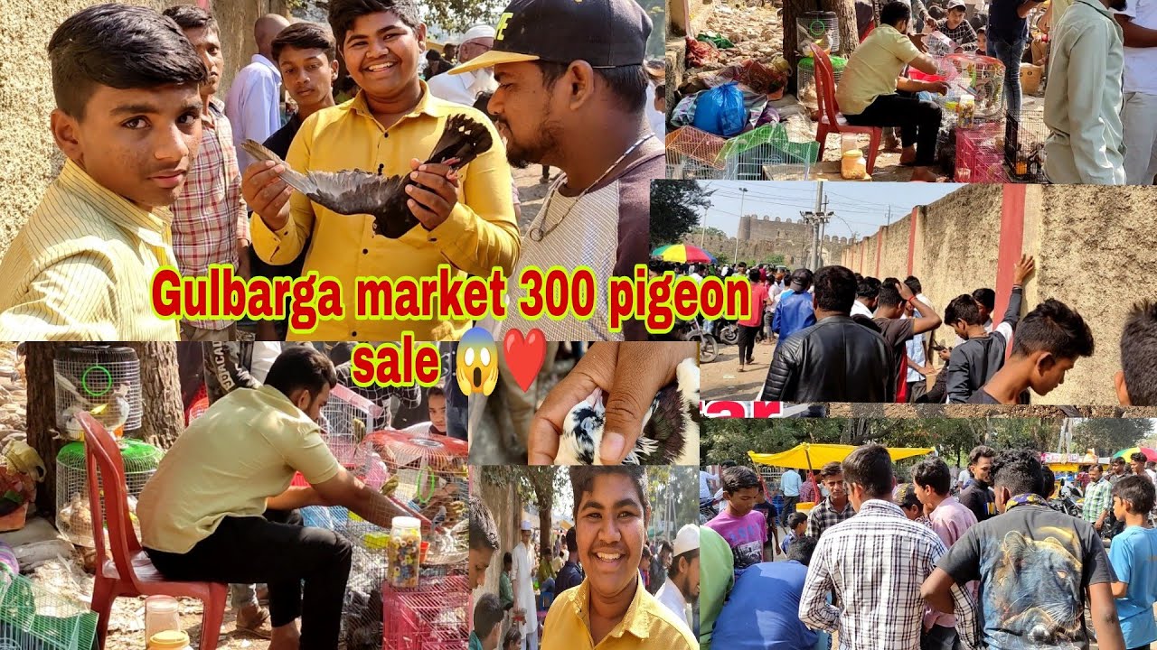 😱Gulbarga market pigeon For 300 rupee 😱sale pigeon video😁😲khabutar 