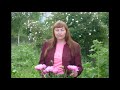Майский вечер -  Автор Александр Ярцев музыка и поёт БумеR